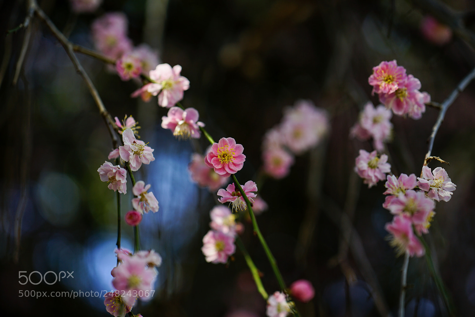 Sony a7 II sample photo. Plum blossoms photography