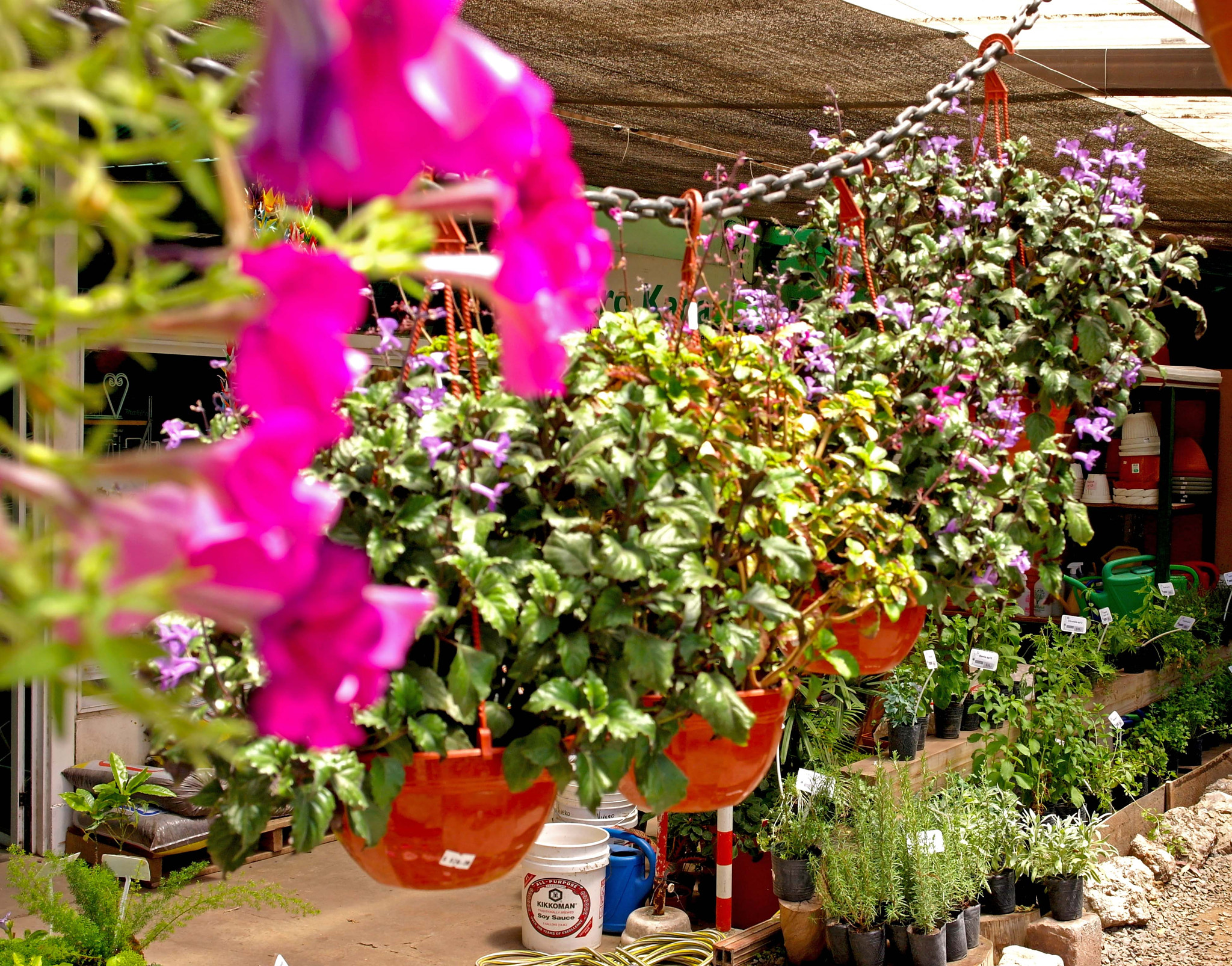 Samsung NX100 sample photo. Algunas petunias. photography