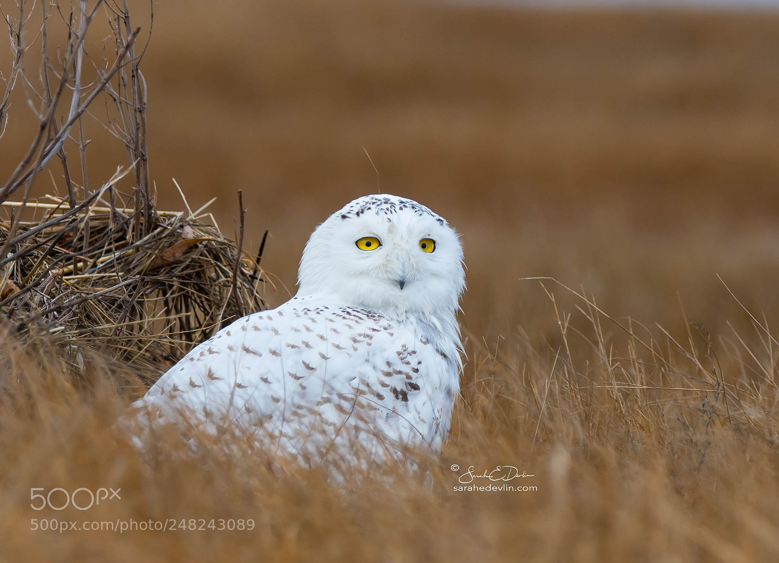 Nikon D500 sample photo. Snowy owl on cape photography