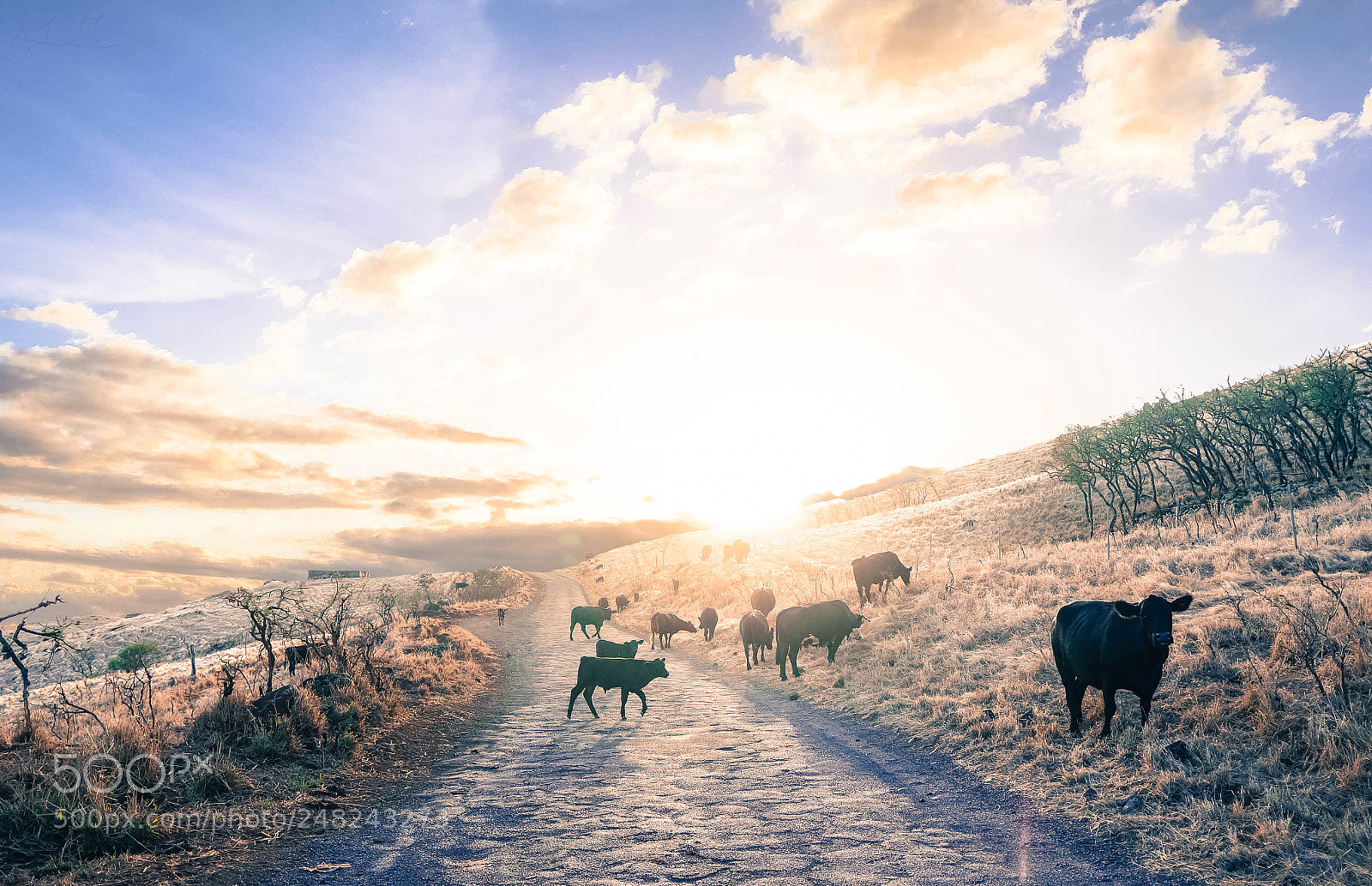 Sony Alpha NEX-5T sample photo. Cows in hawaii photography