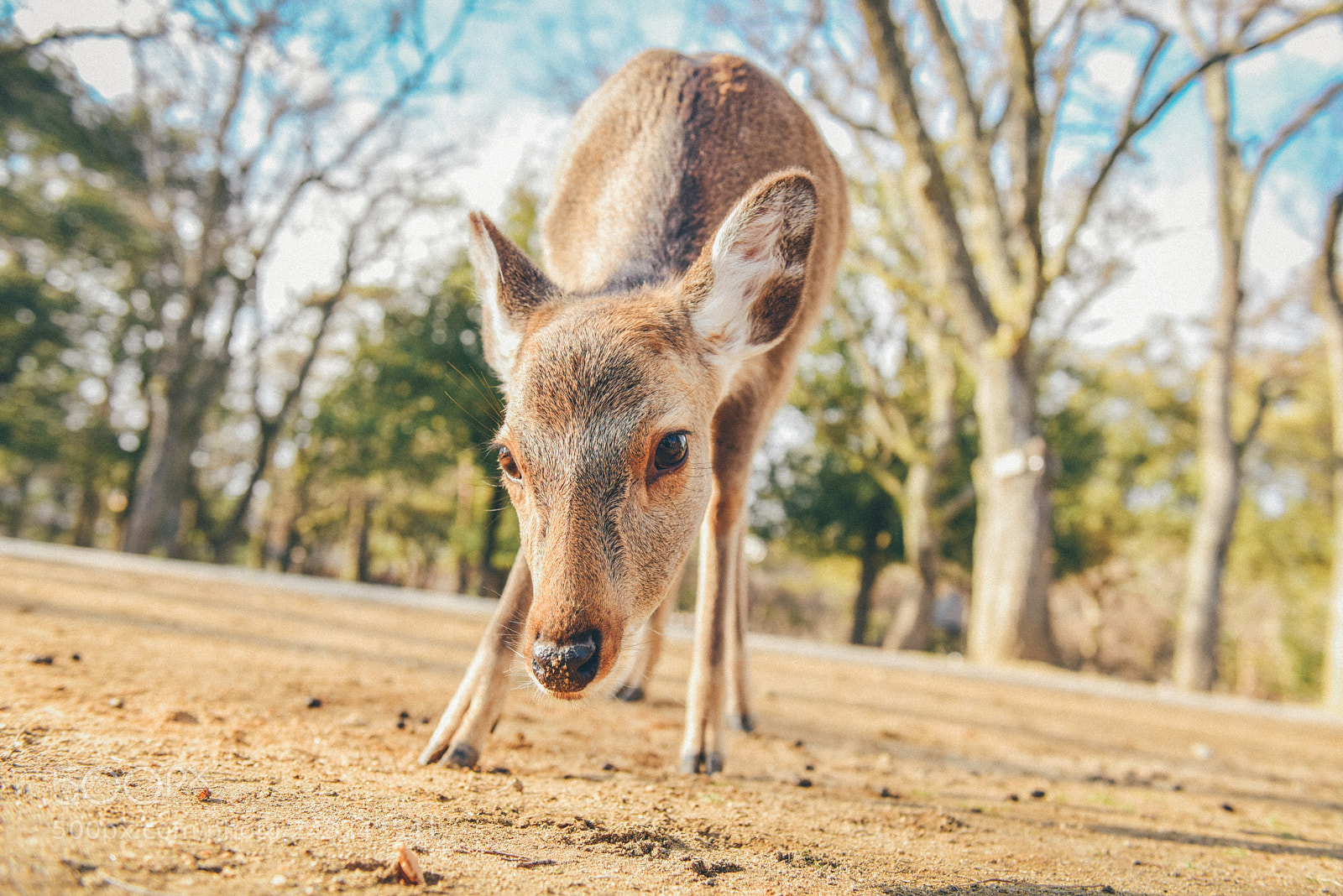 Nikon D810 sample photo. 小鹿 photography