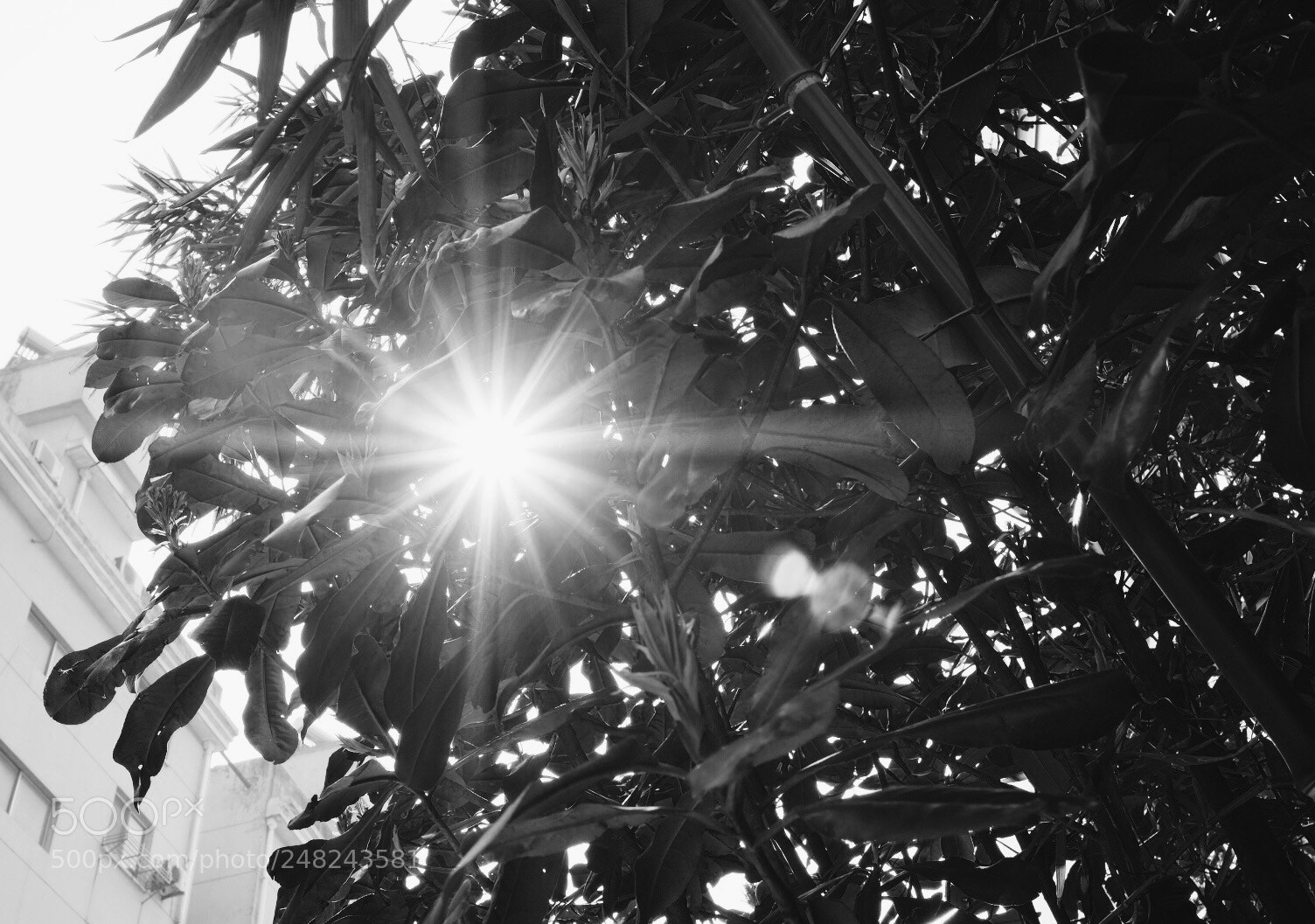 Fujifilm X-Pro2 sample photo. 13 photography