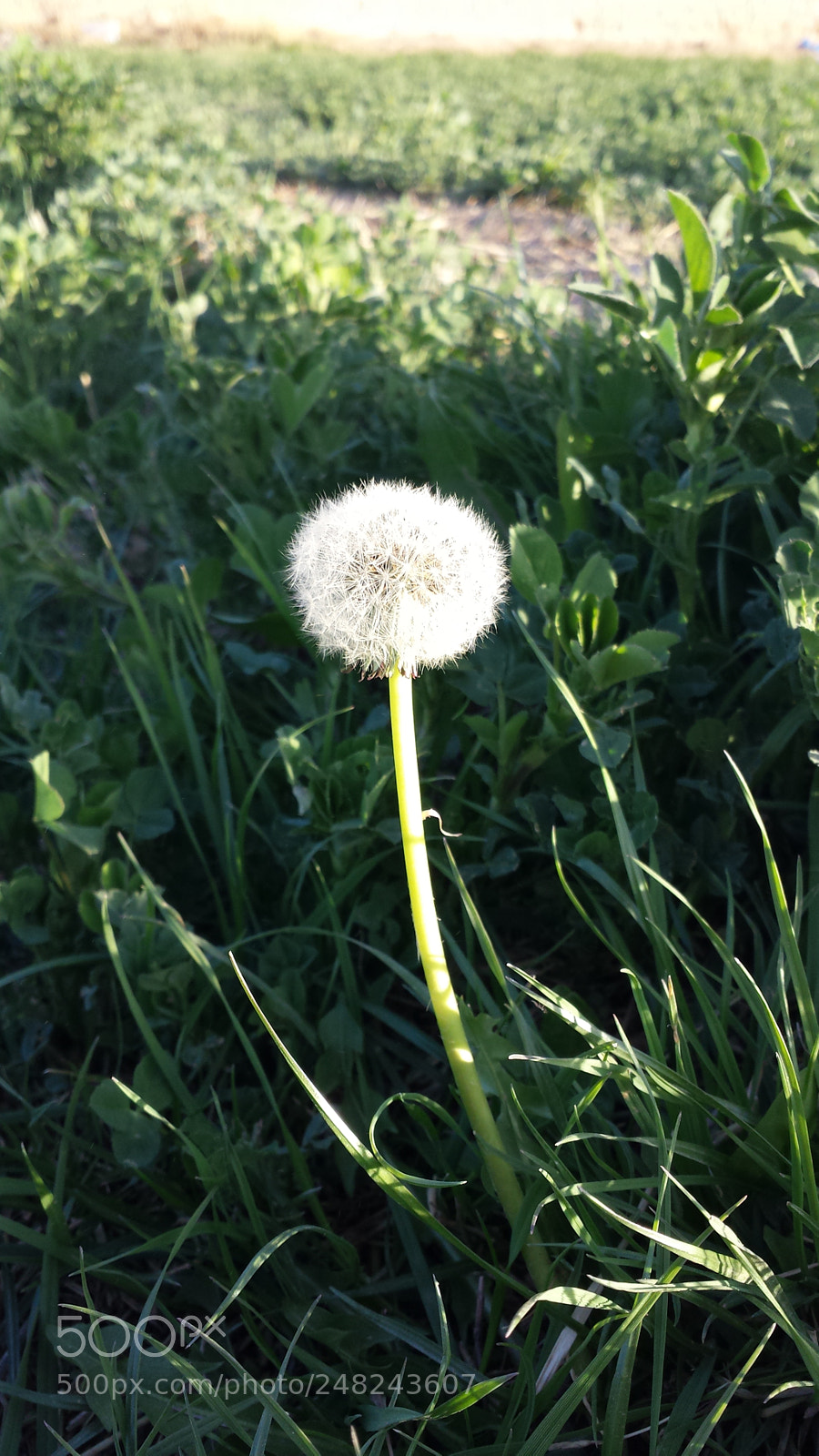 Samsung Galaxy S4 sample photo. A new real nature photography