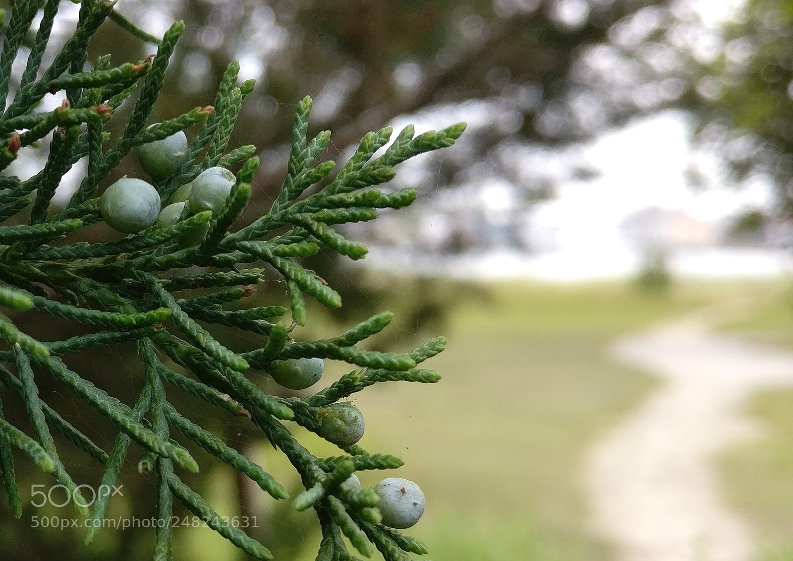 OnePlus A3000 sample photo. Cedar photography