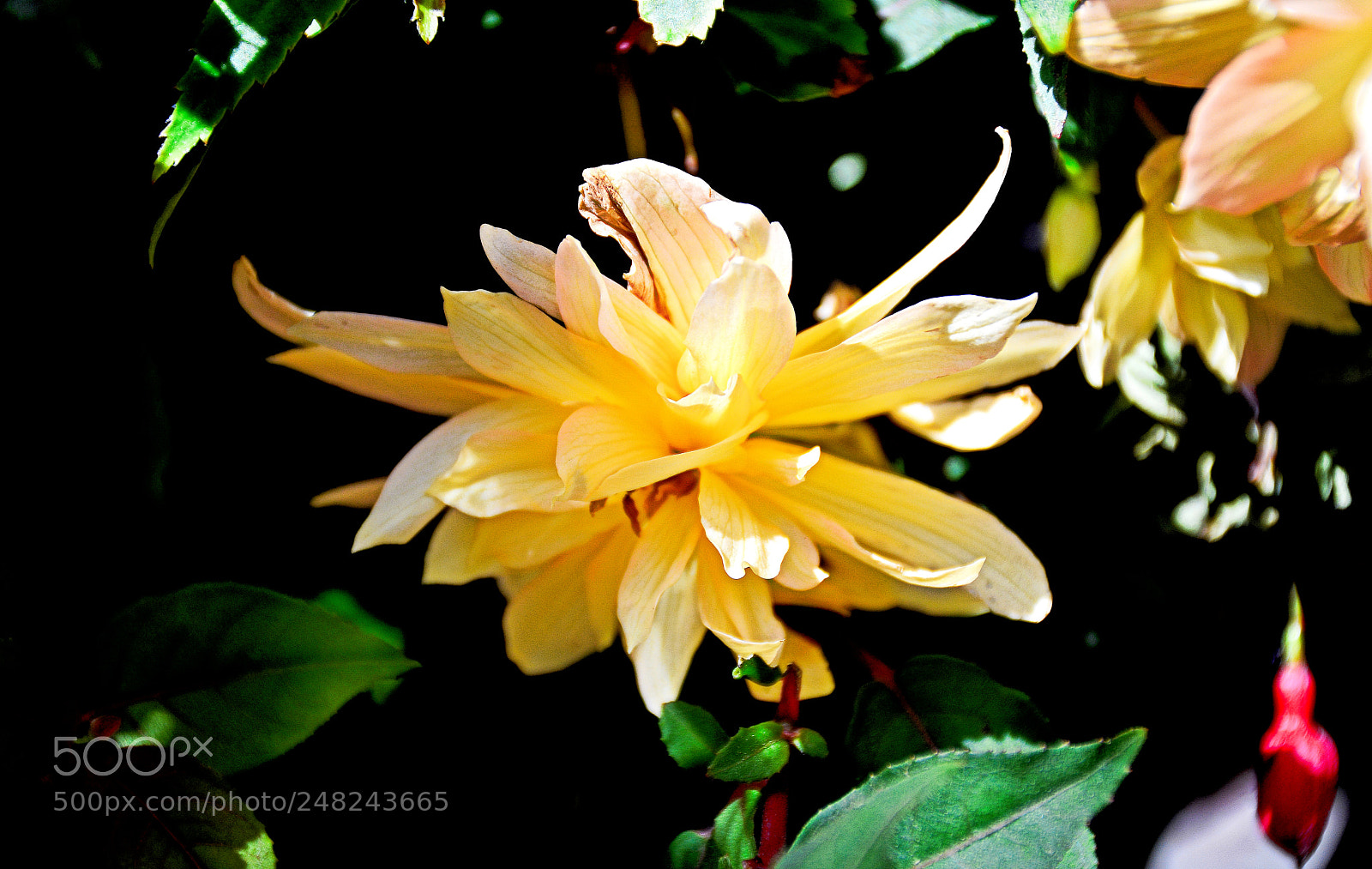 Nikon D7100 sample photo. Floral star photography