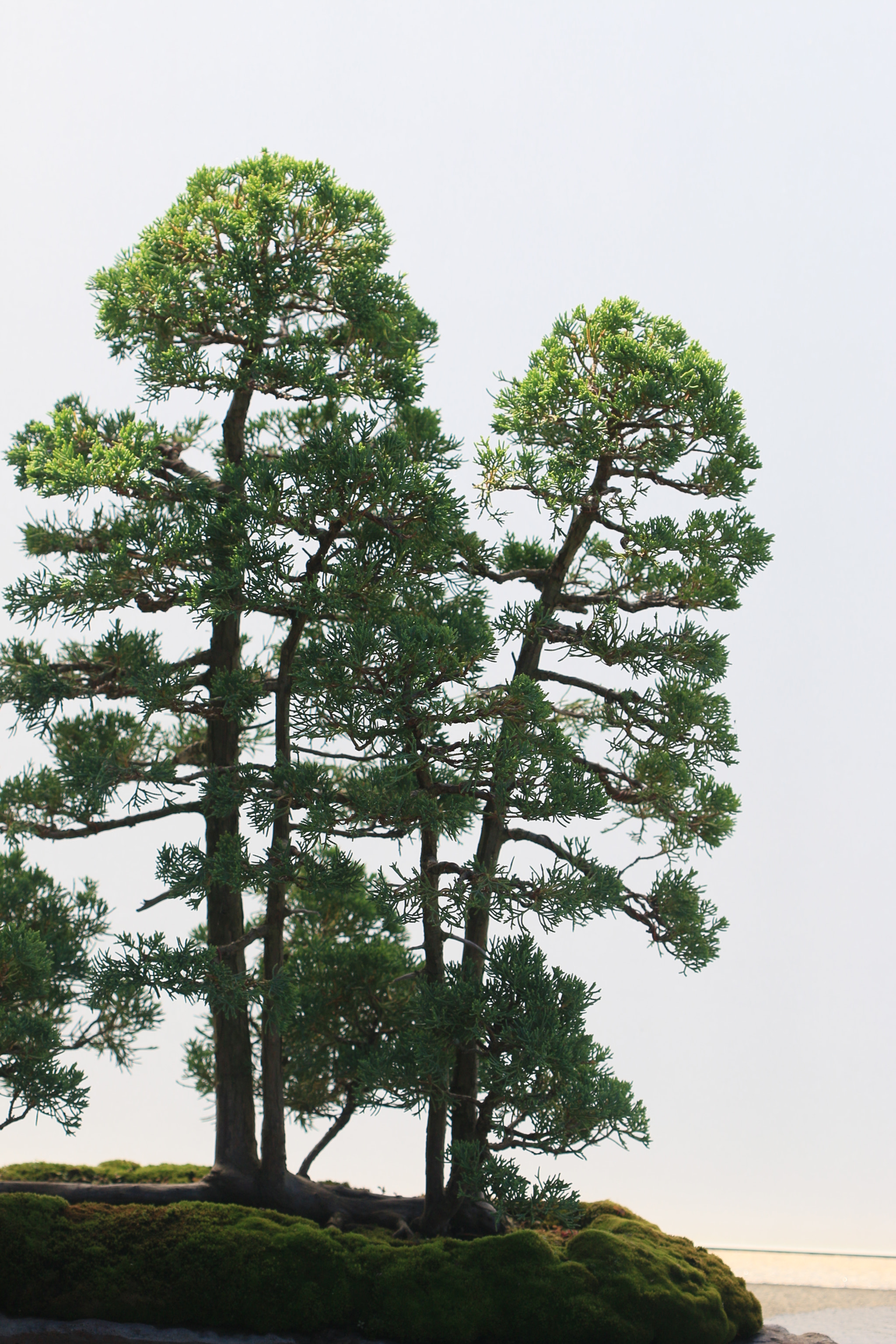 Canon EF 100mm F2.8 Macro USM sample photo. Bonsai photography