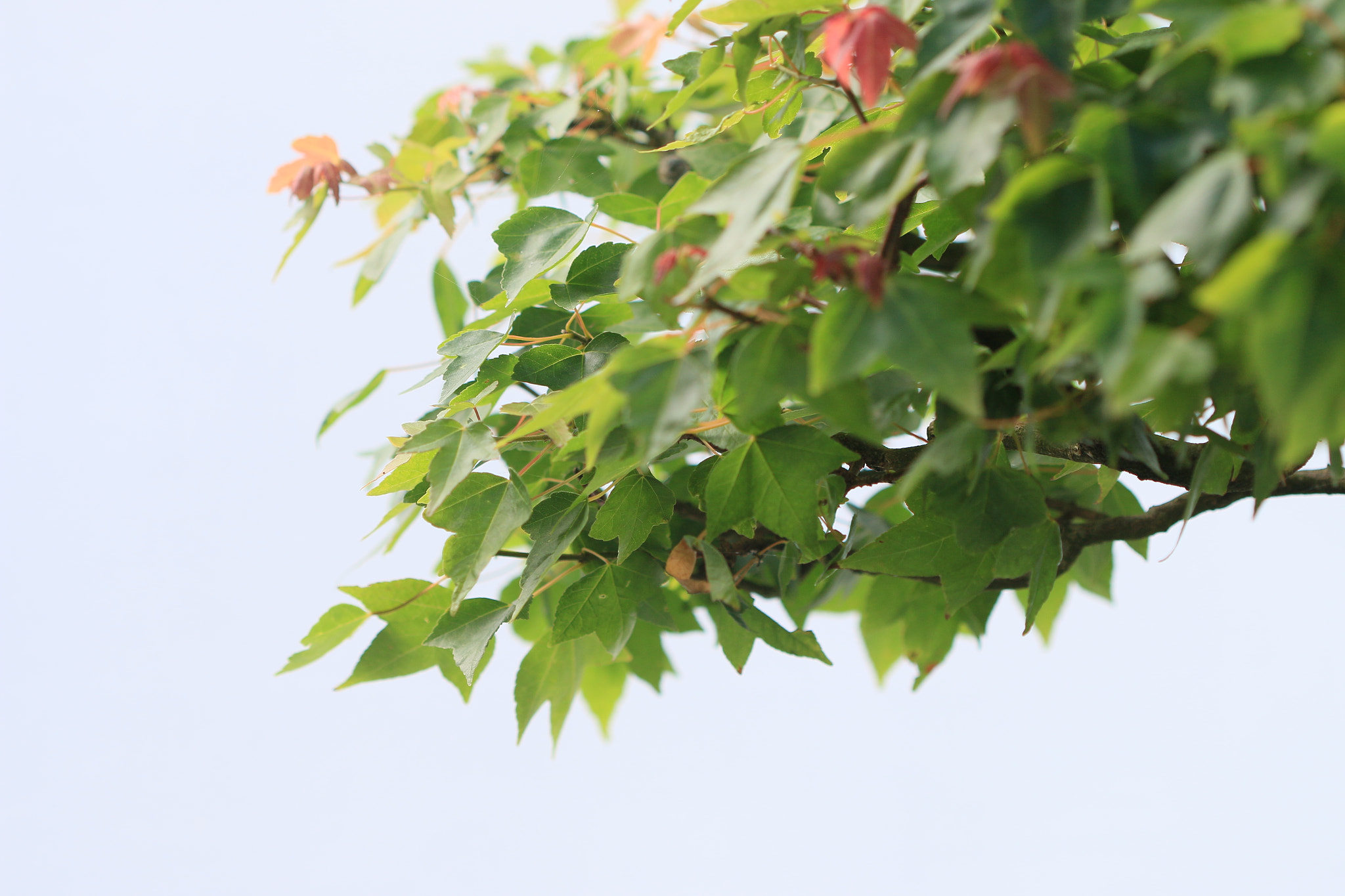 Canon EF 100mm F2.8 Macro USM sample photo. Simplicity photography
