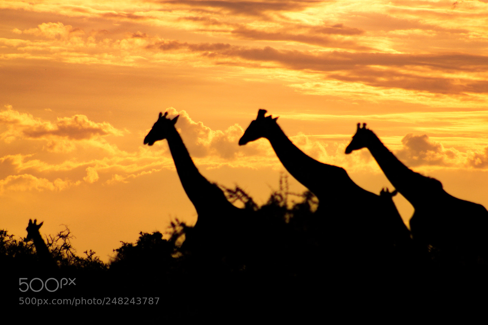 Canon EOS 1200D (EOS Rebel T5 / EOS Kiss X70 / EOS Hi) sample photo. Giraffes walking at sunset photography