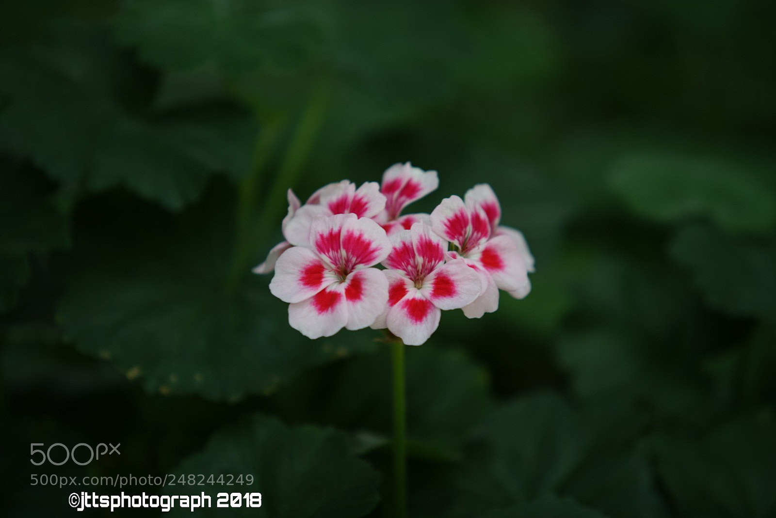 Sony a7 II sample photo. Jttsphotograph - nature photography