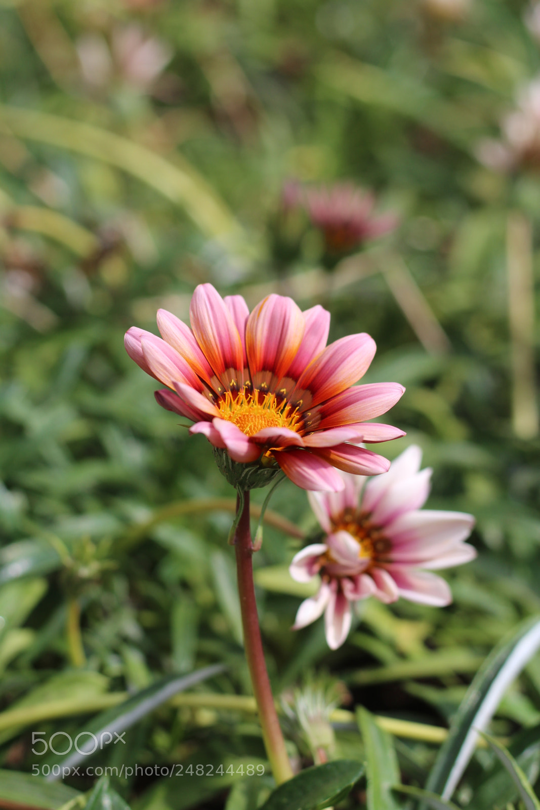 Canon EOS 700D (EOS Rebel T5i / EOS Kiss X7i) + Canon EF 50mm F1.8 STM sample photo. Img photography