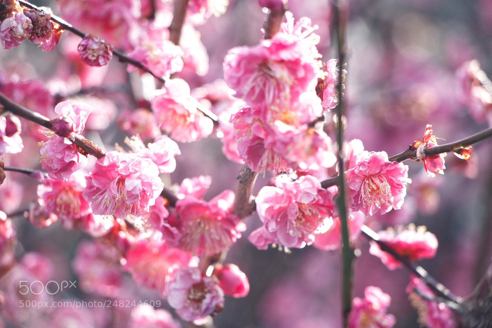 Canon EOS 700D (EOS Rebel T5i / EOS Kiss X7i) sample photo. Flowers photography
