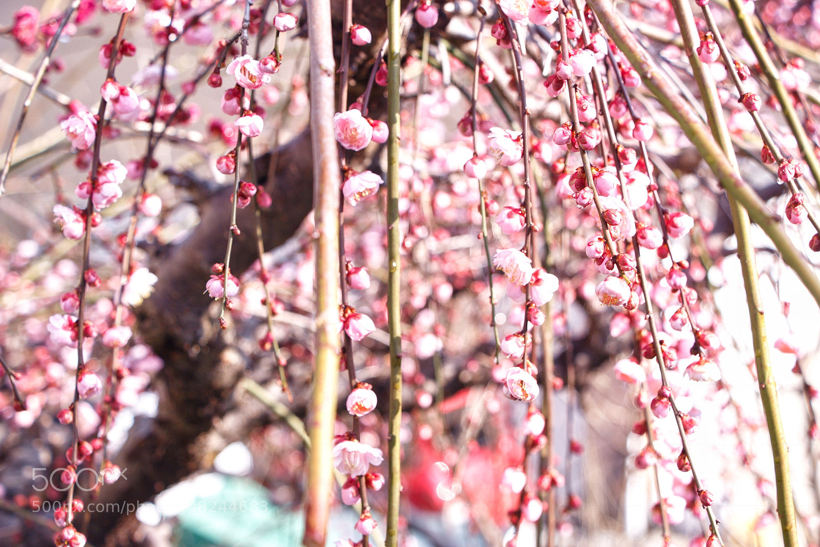 Canon EOS 700D (EOS Rebel T5i / EOS Kiss X7i) sample photo. Flowers photography
