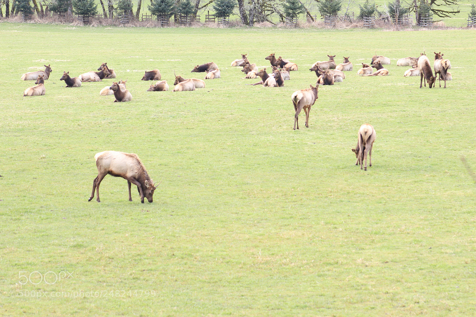 Canon EF 75-300mm f/4-5.6 sample photo. Elk photography