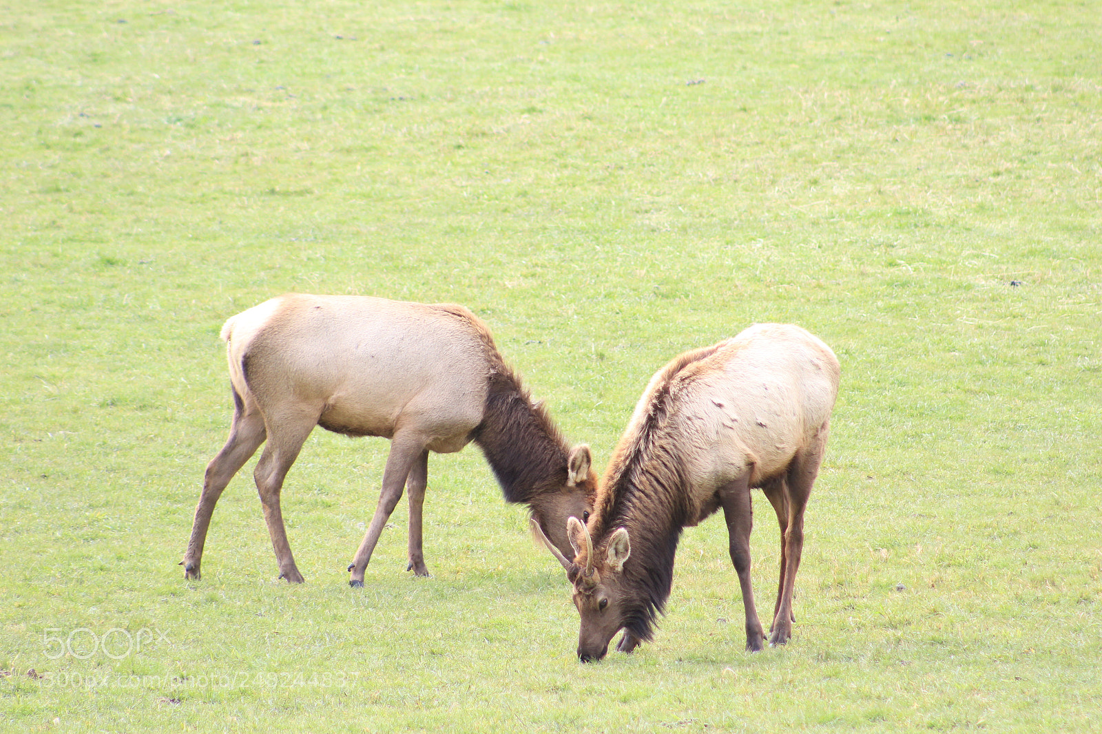 Canon EF 75-300mm f/4-5.6 sample photo. Elk photography