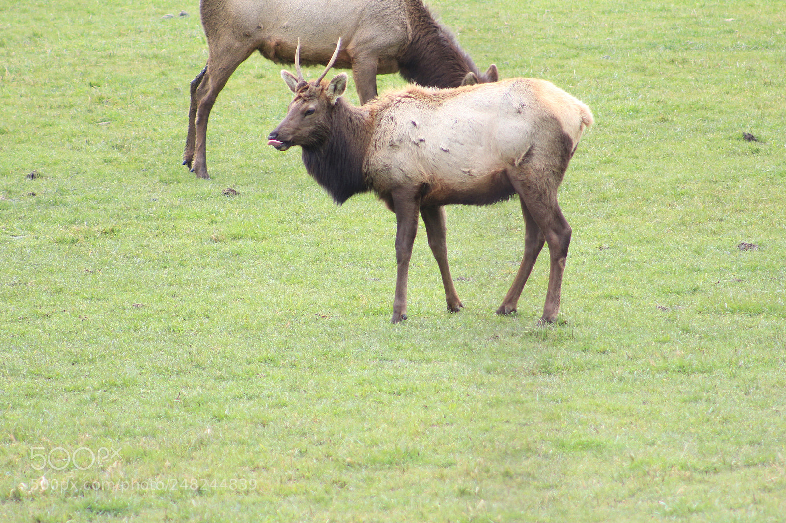 Canon EF 75-300mm f/4-5.6 sample photo. Elk photography