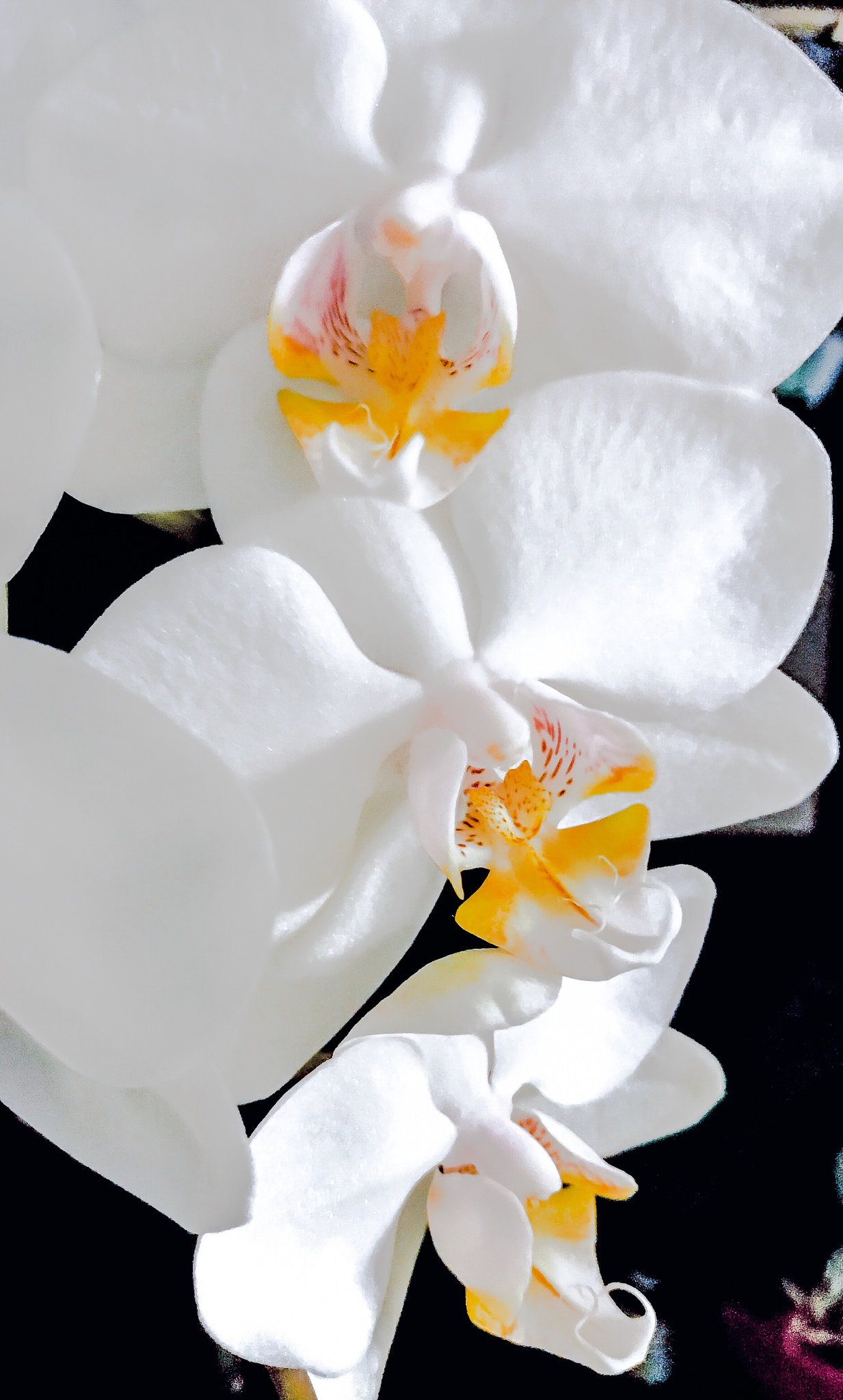 Apple iPad Pro (10.5-inch) sample photo. White orchid photography