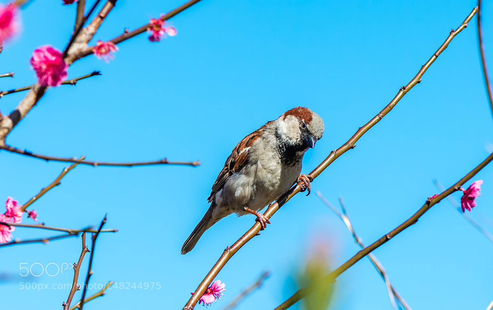 Nikon D800 sample photo. Early spring sparrow photography