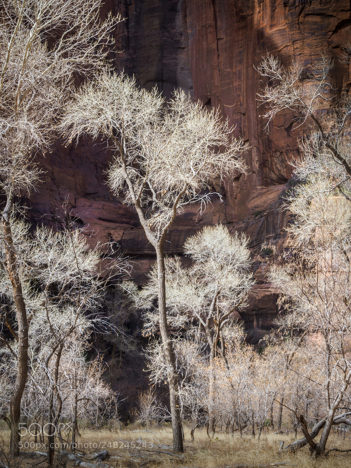 Olympus OM-D E-M1 Mark II sample photo. Cottonwood trees in afternoon photography