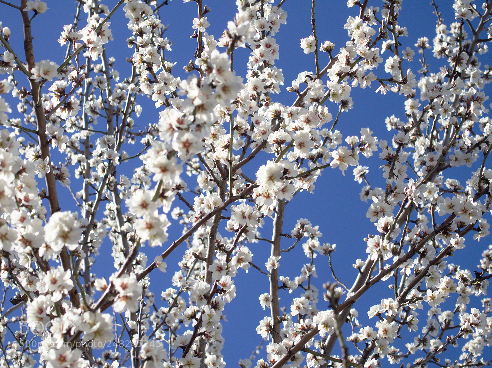 Olympus OM-D E-M10 II sample photo. Reaching photography