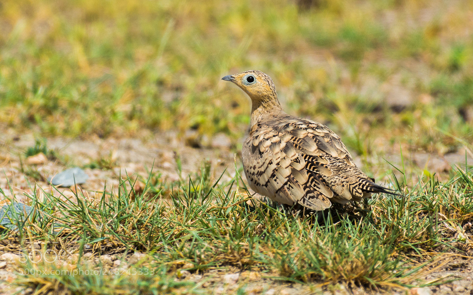 Nikon D5200 sample photo. Chestnut bellied sandgrouse photography