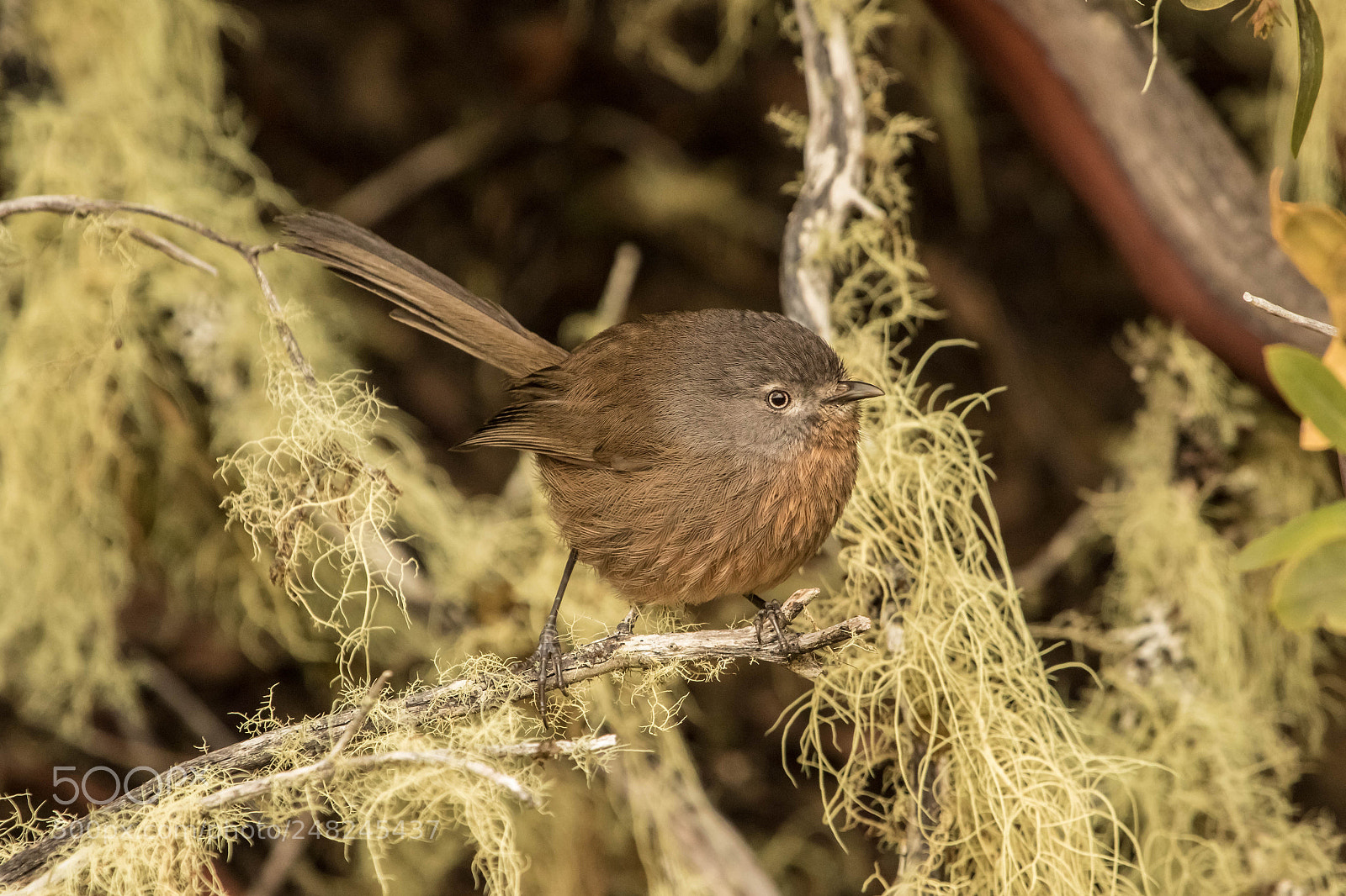 Canon EOS 7D Mark II sample photo. Now this is cute! photography