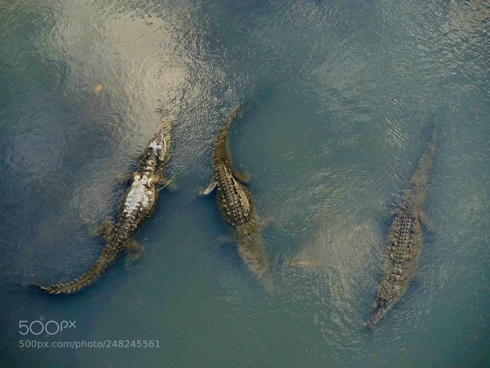 Panasonic Lumix DC-GH5 sample photo. Crocodiles photography