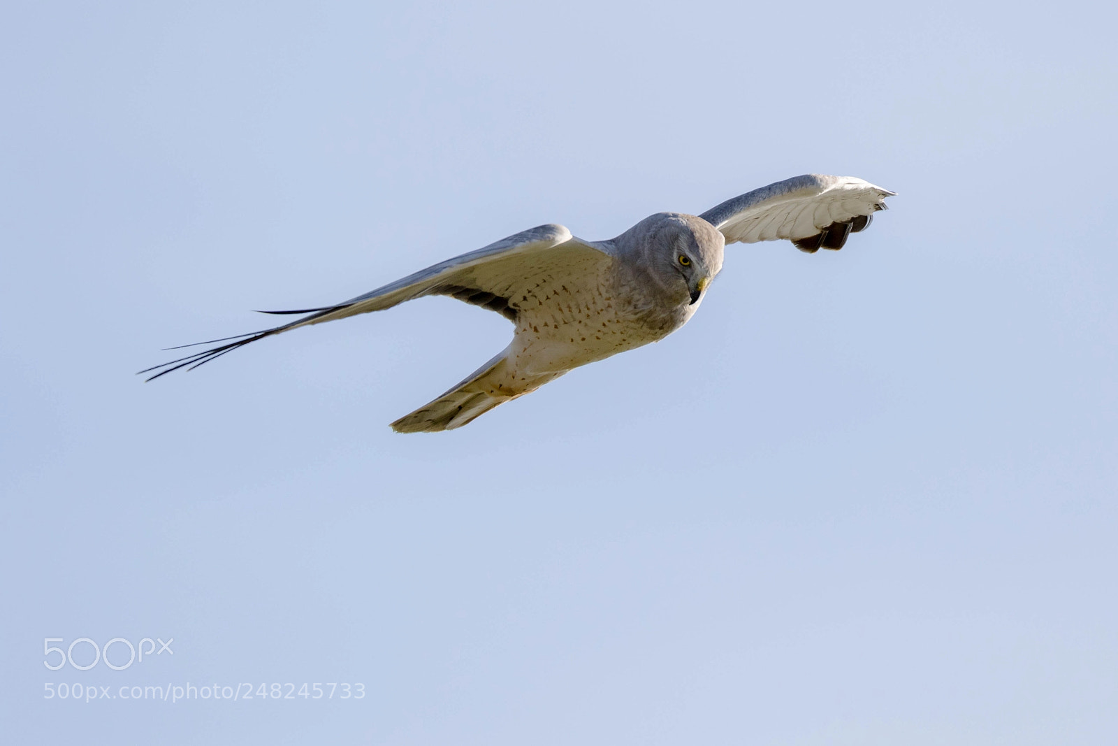 Canon EOS 7D Mark II sample photo. Male northern harrier photography
