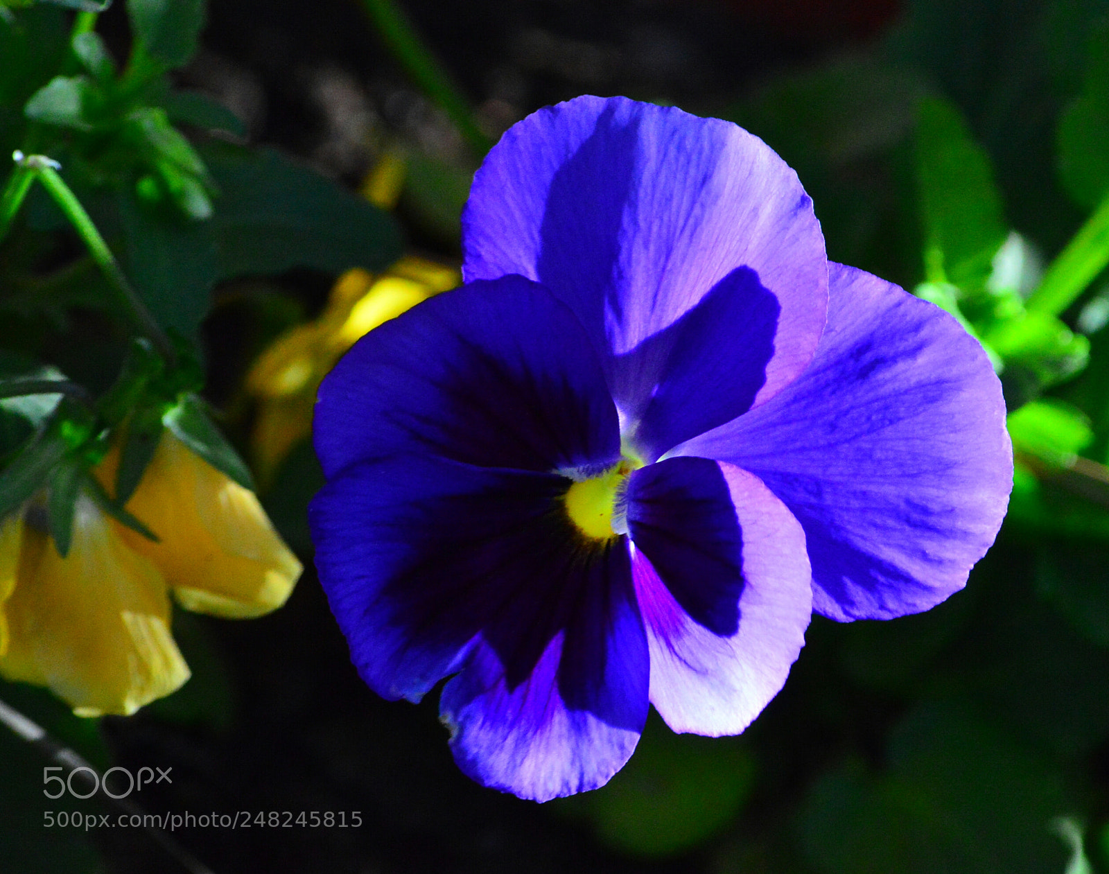 Nikon D3200 sample photo. Pansies photography