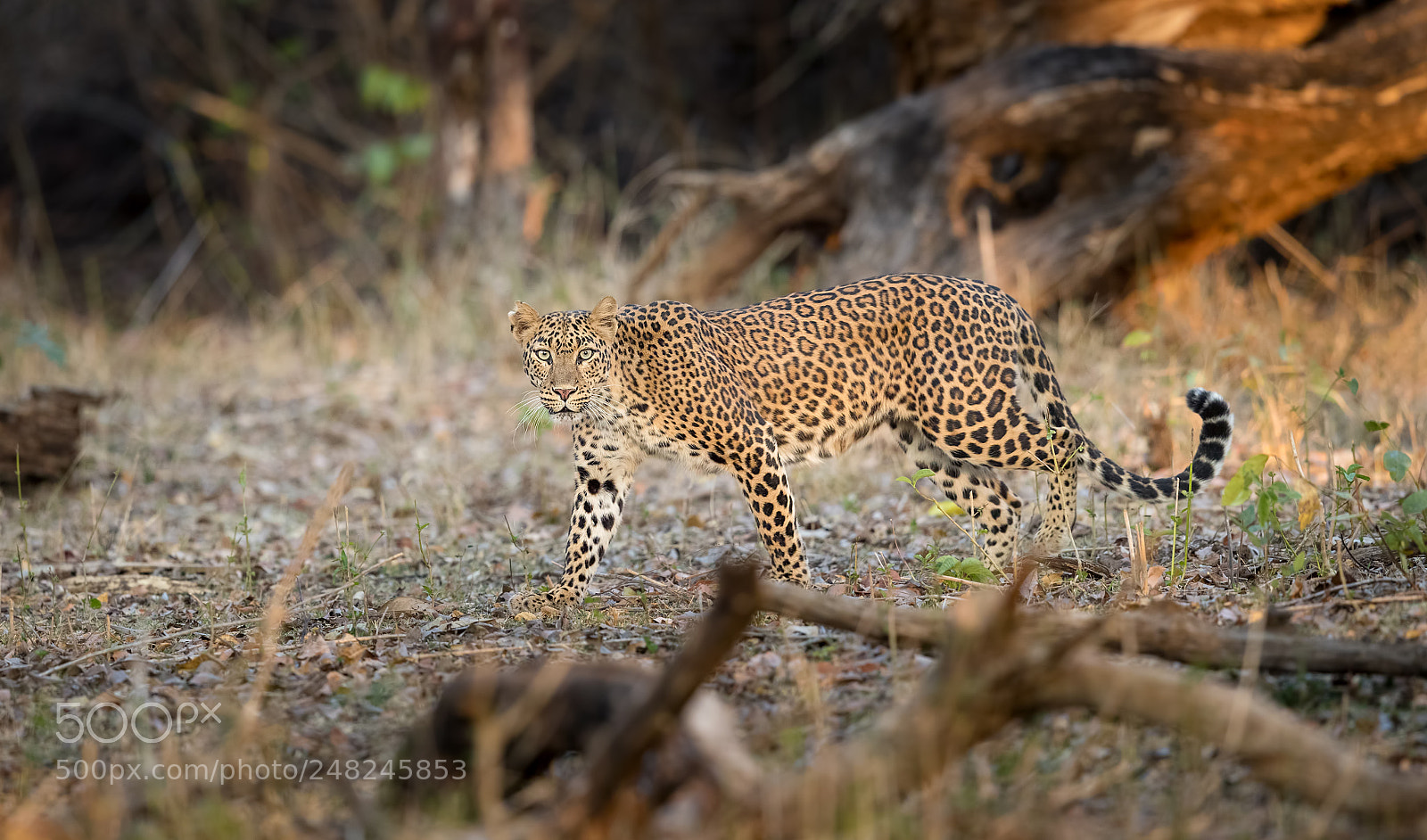 Canon EOS-1D X Mark II sample photo. Leopard in kabini photography