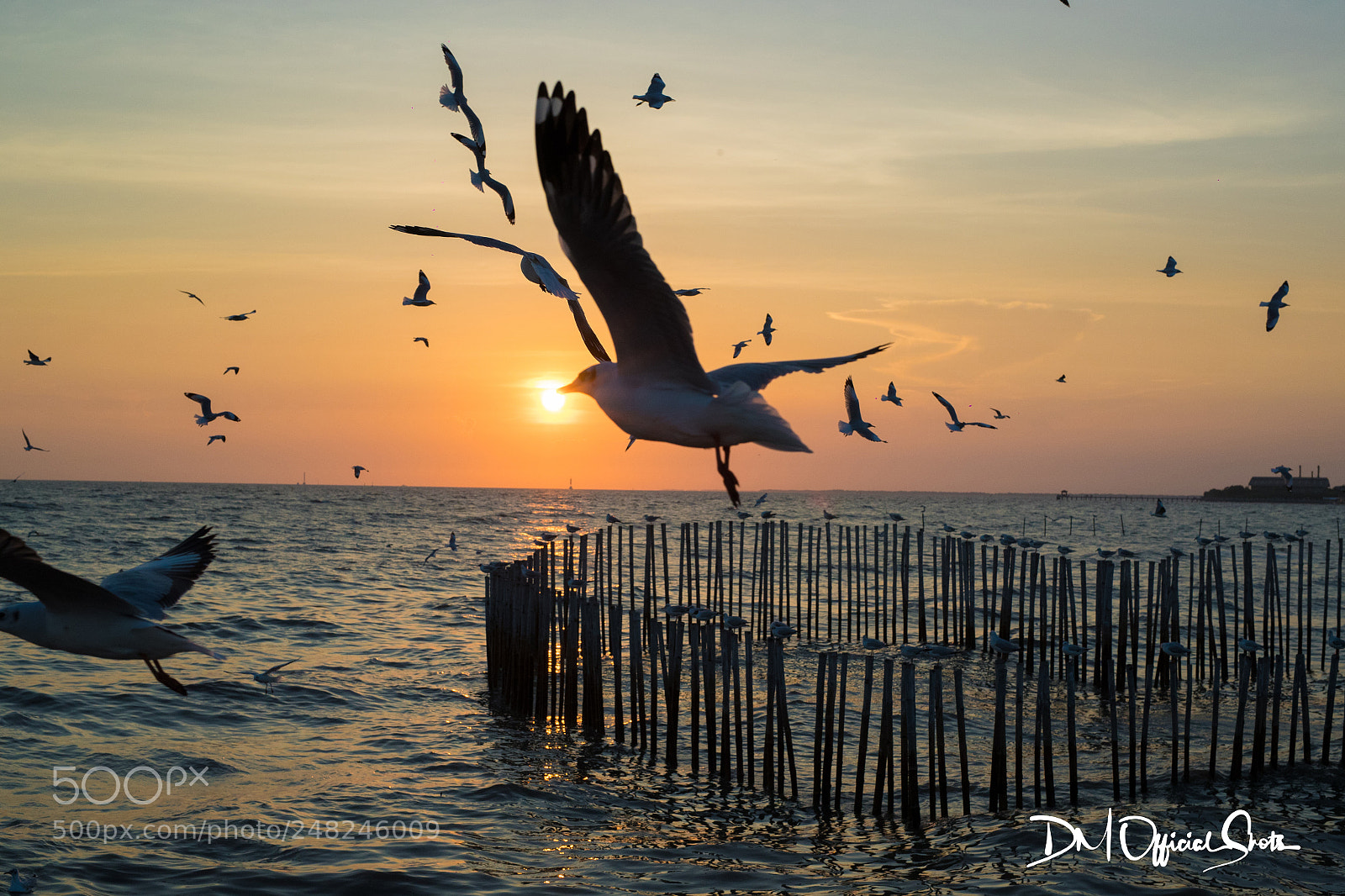 Canon EOS-1D X Mark II sample photo. Bang pu photography