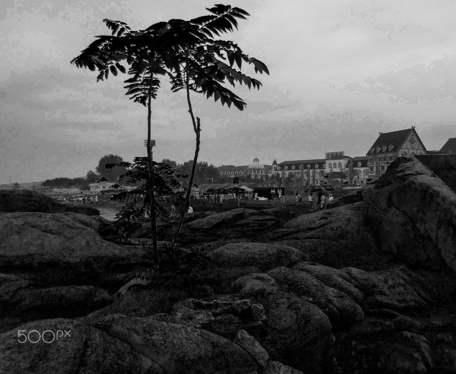 Canon PowerShot ELPH 300 HS (IXUS 220 HS / IXY 410F) sample photo. A small tree on the rocks photography