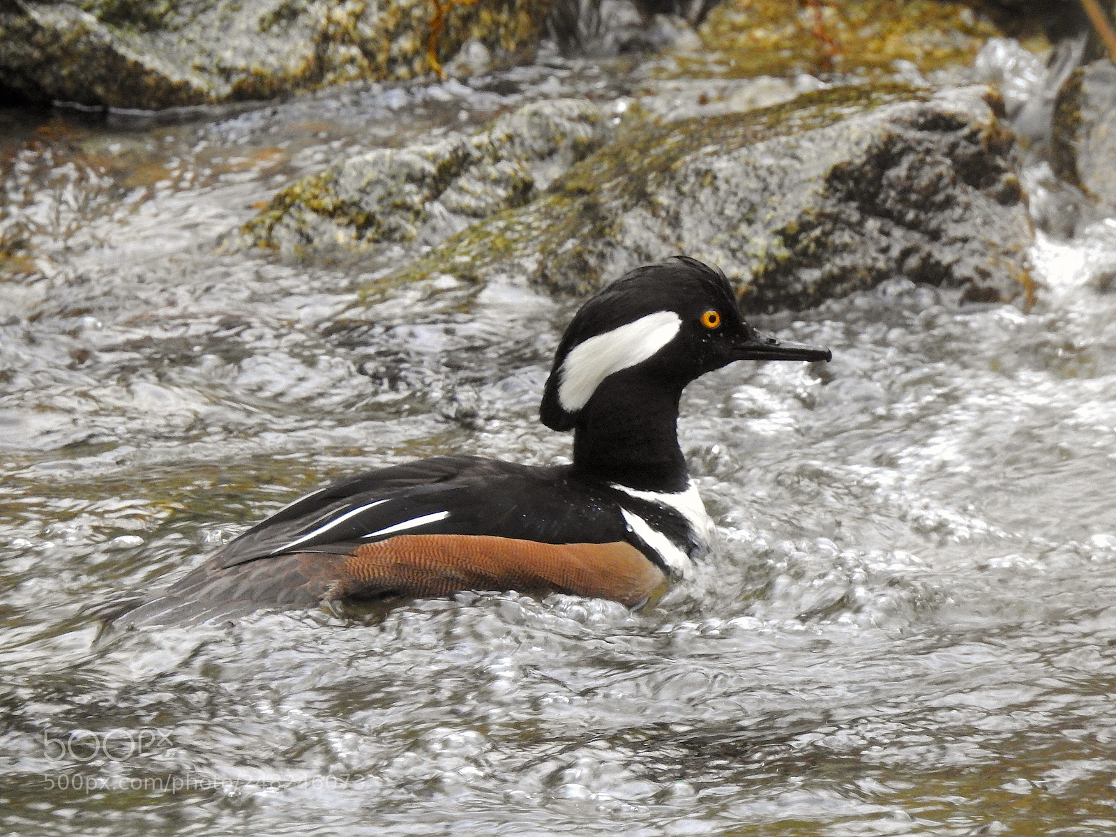 Nikon Coolpix P900 sample photo. Hooded merganser photography