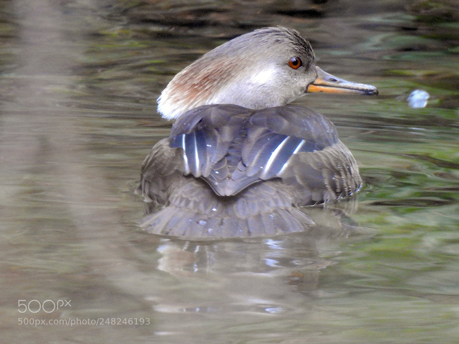 Nikon Coolpix P900 sample photo. Hooded merganser photography