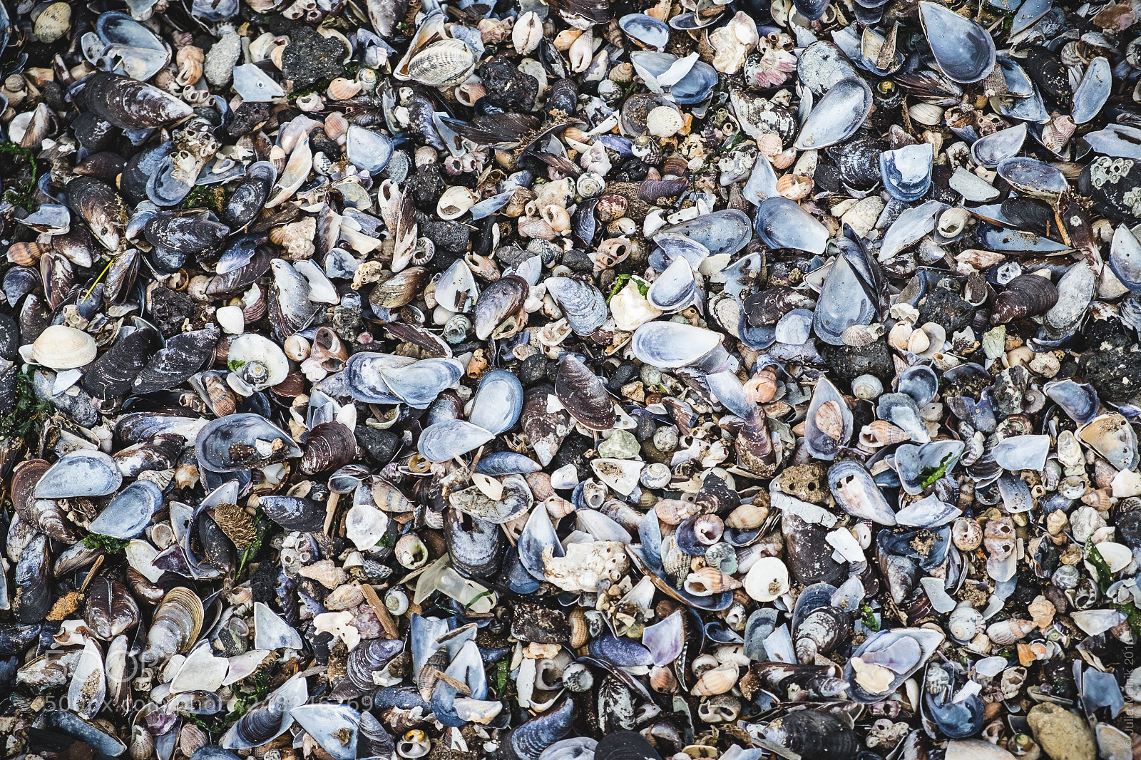 Fujifilm X-T10 sample photo. Shellture photography