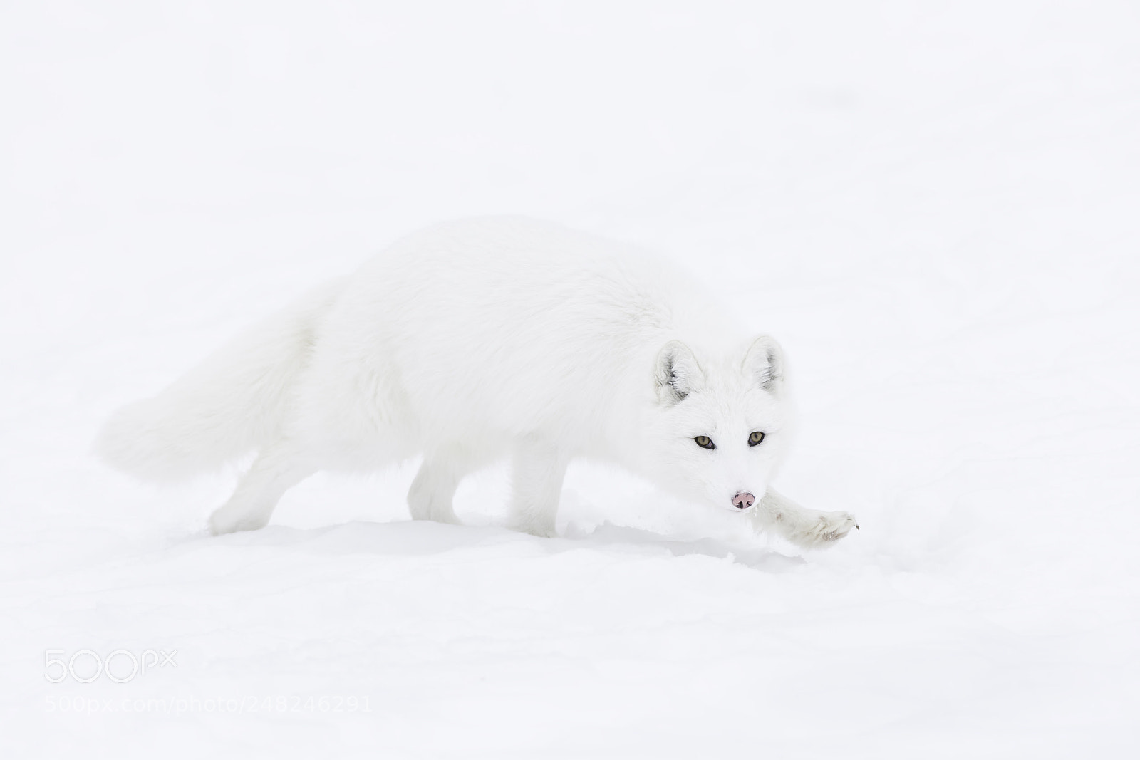 Nikon D7100 sample photo. Prowling fox... photography