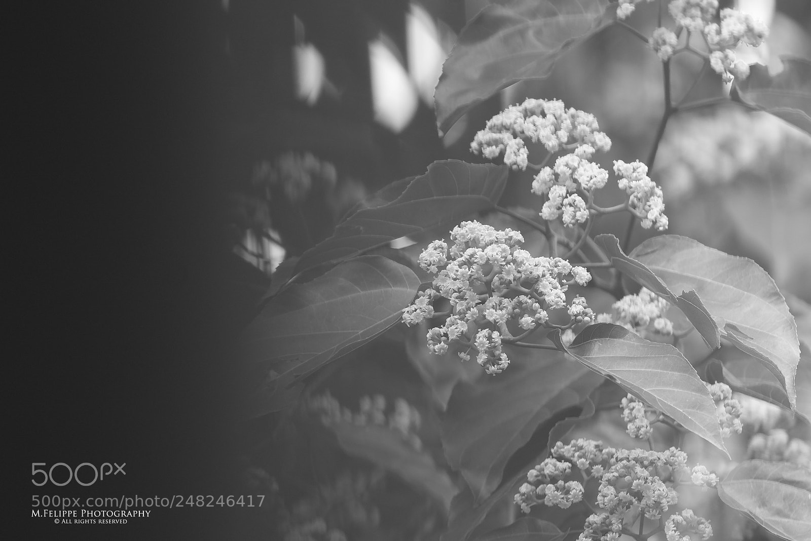 Sony a7S II sample photo. Noir #28 photography