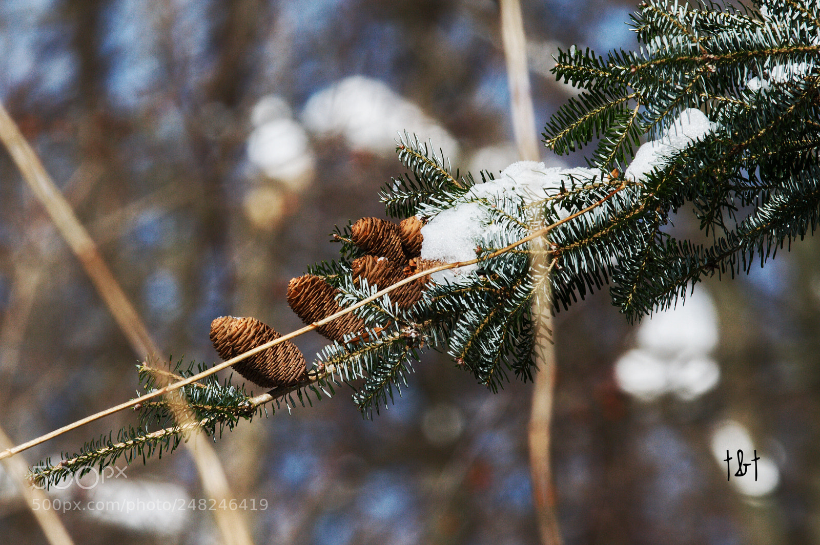 Canon EOS 7D sample photo. Untitled photography