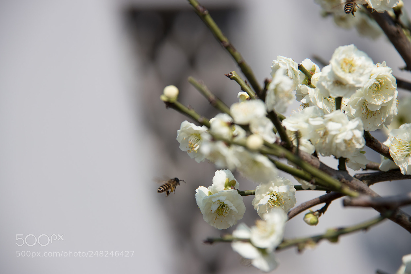 Canon EOS 80D sample photo. 采花 photography