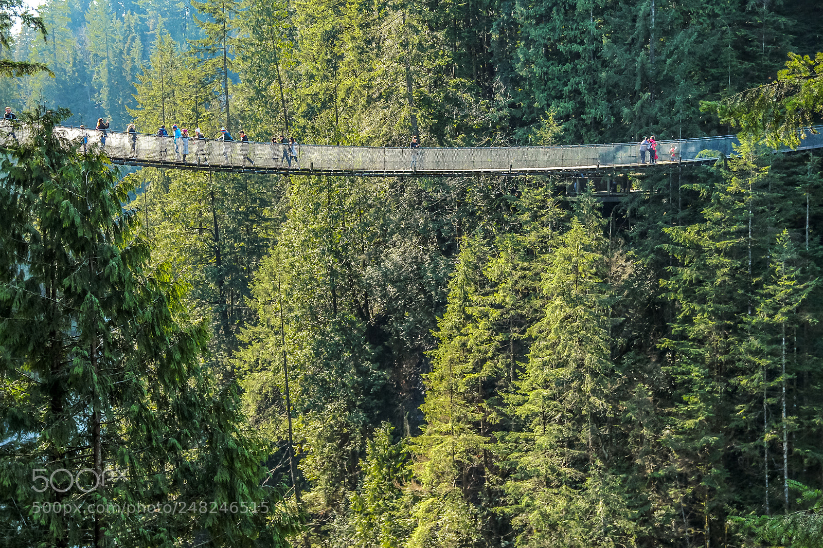 Canon EOS 600D (Rebel EOS T3i / EOS Kiss X5) sample photo. Capilano bridge photography