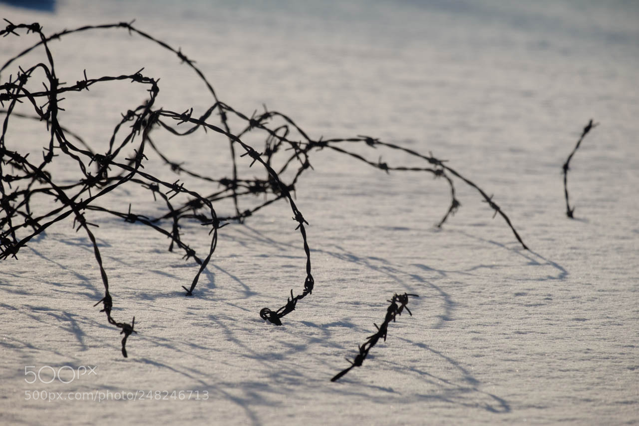 Fujifilm X-E2 sample photo. Paf18001.jpg photography