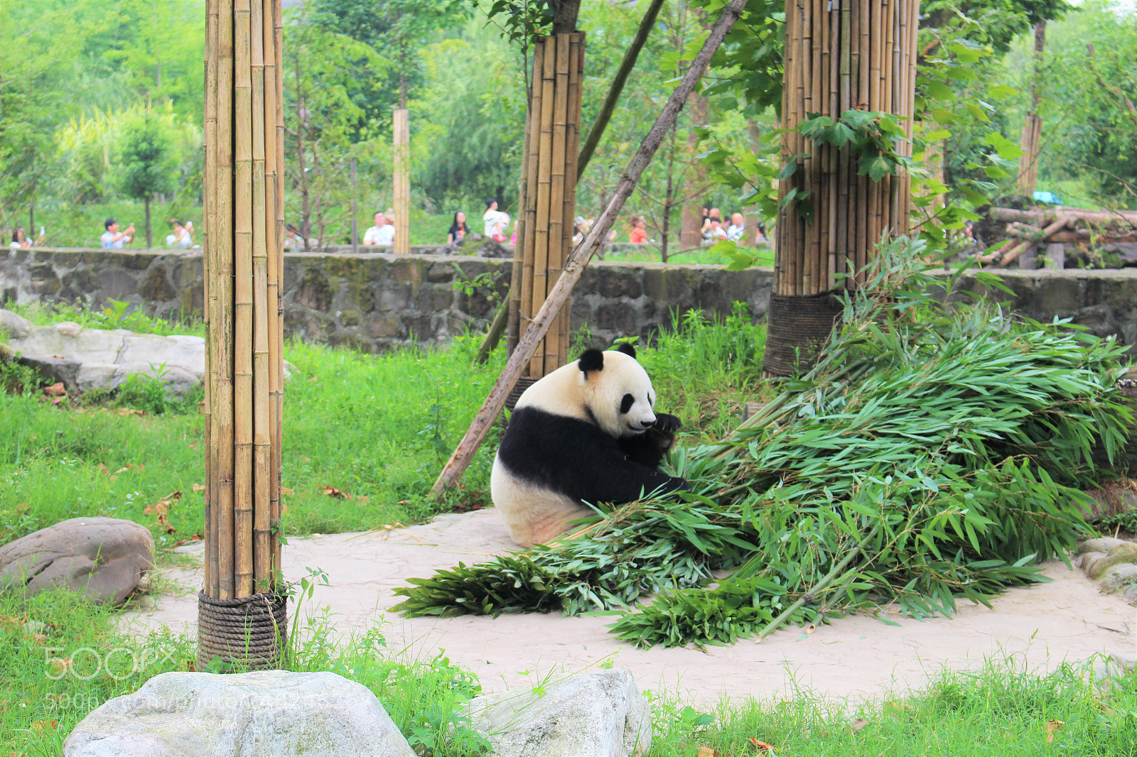 Canon EOS 100D (EOS Rebel SL1 / EOS Kiss X7) sample photo. Panda photography
