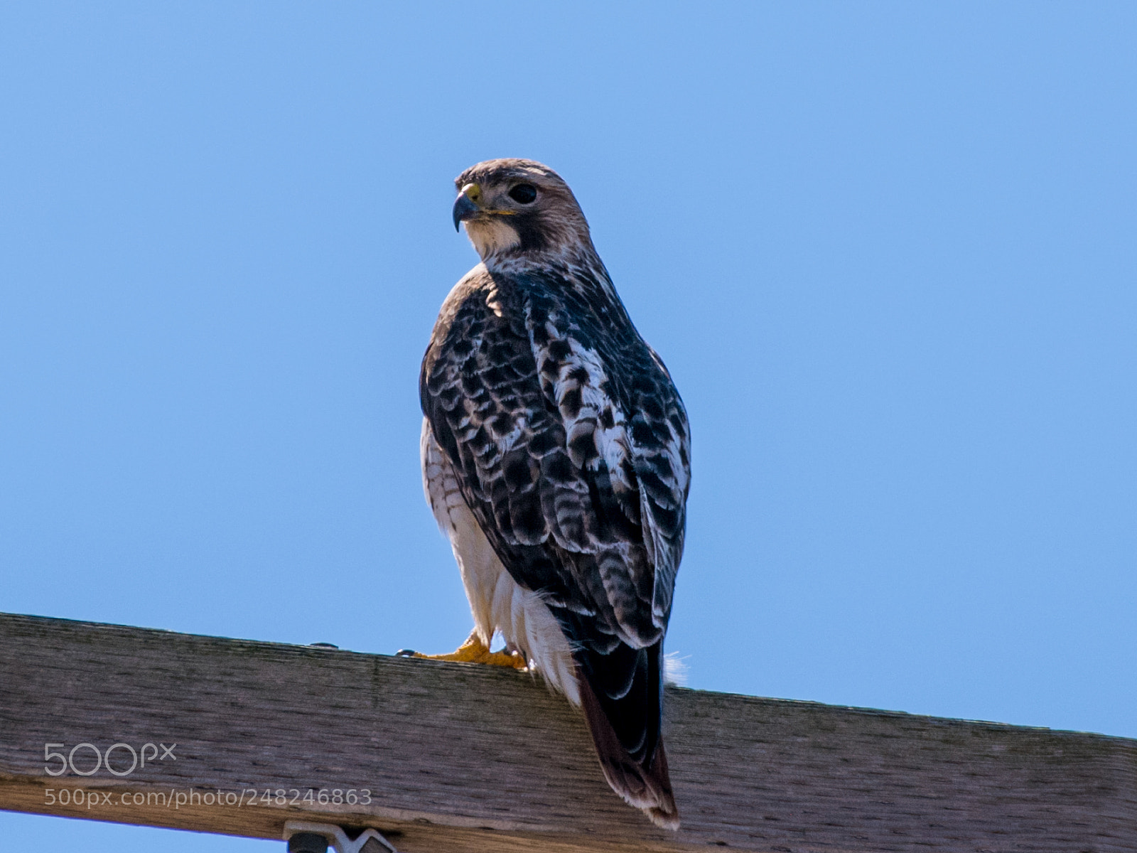 Nikon D850 sample photo. Falcon photography