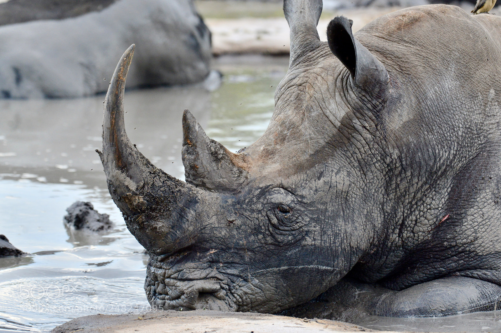 Nikon D600 sample photo. Old rhino taking his photography