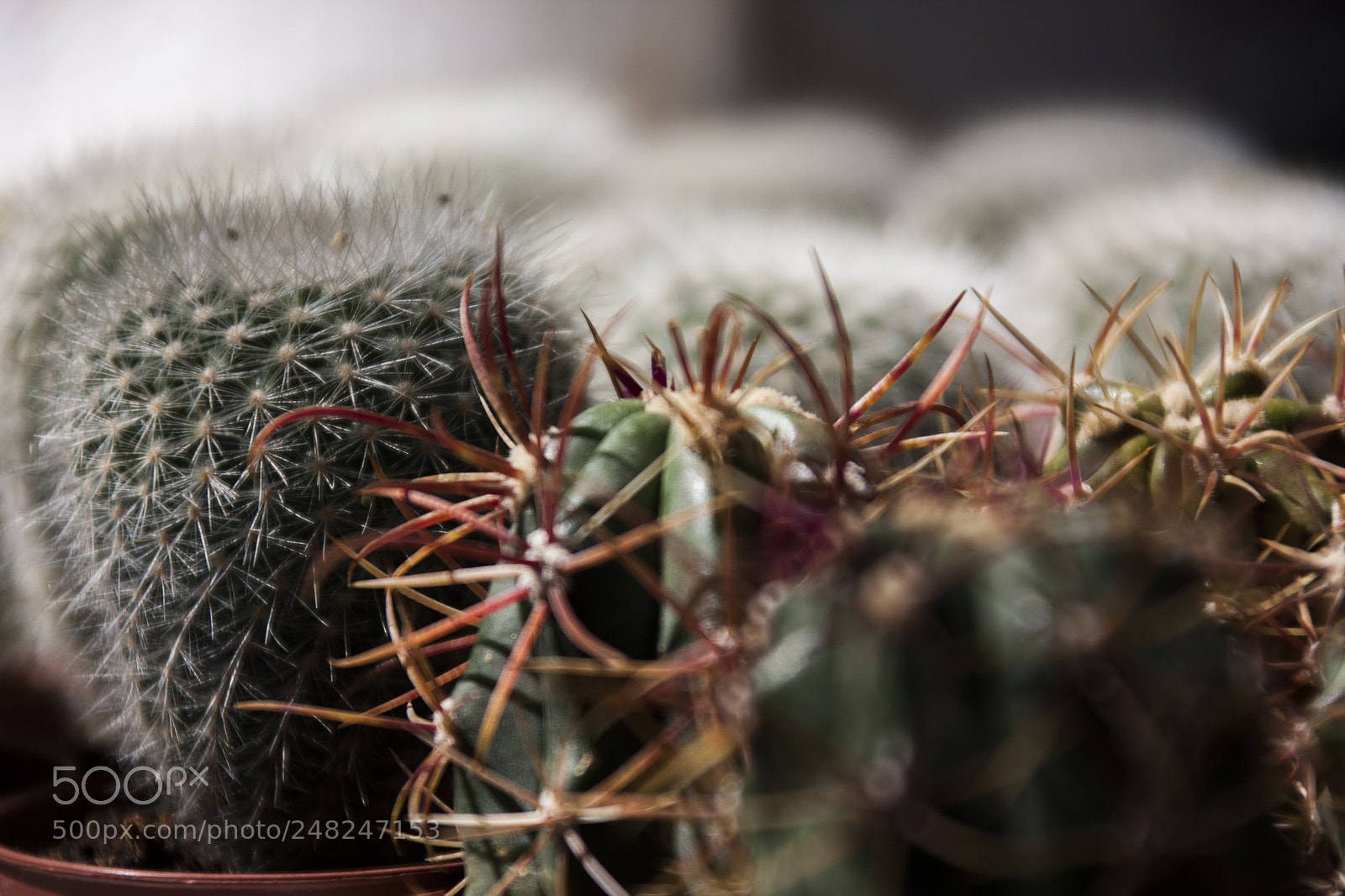 Canon EOS 40D sample photo. Cactus photography
