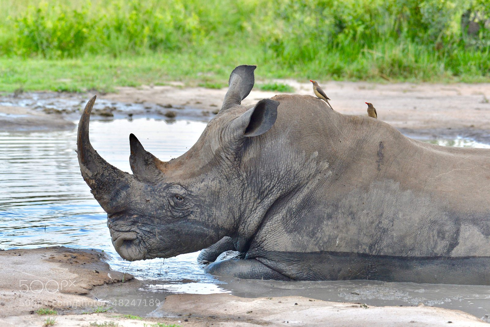 Nikon D600 sample photo. Rhino taking his bath photography