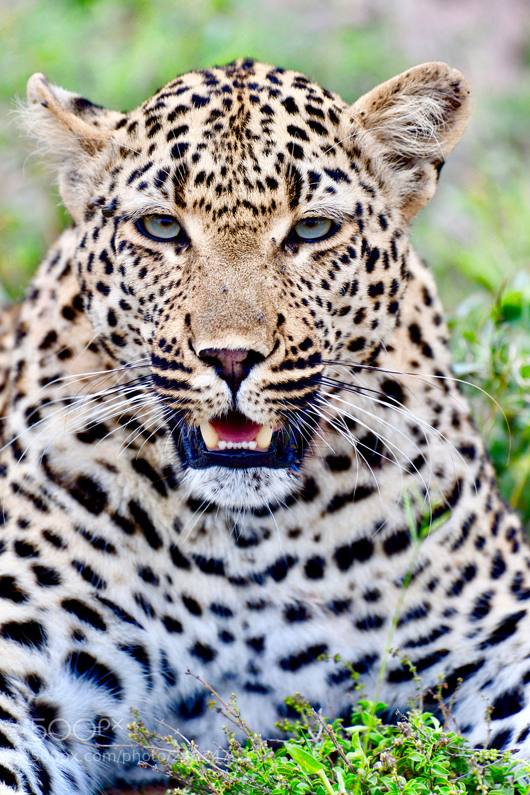 Nikon D600 sample photo. Female leopard photography