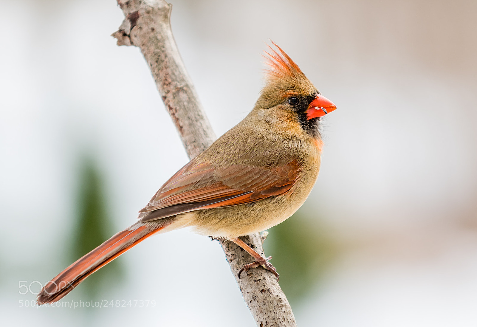 Nikon D500 sample photo. Female cardinal photography