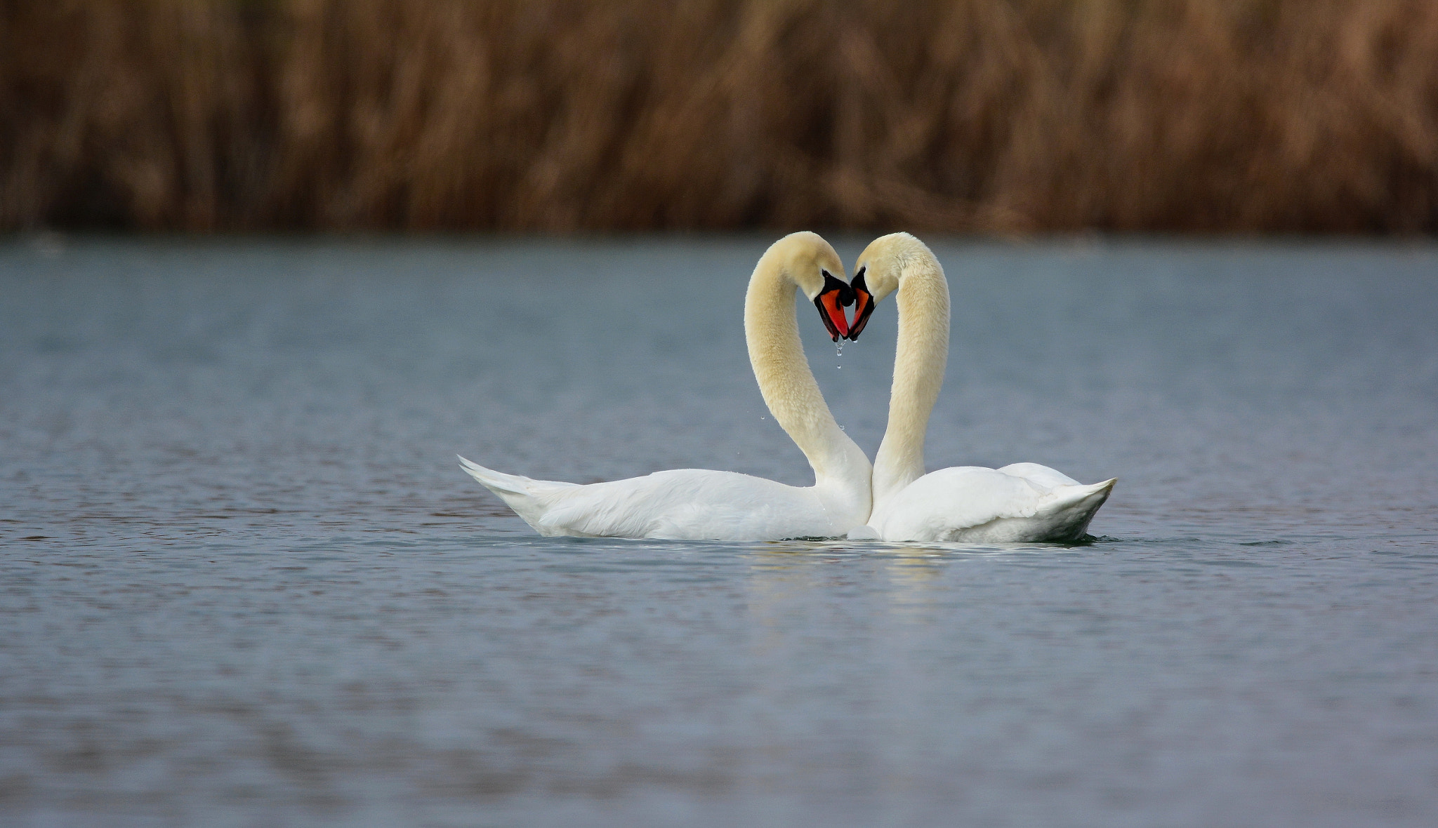 Nikon D7100 + Sigma 150-600mm F5-6.3 DG OS HSM | C sample photo. Танец любви. photography