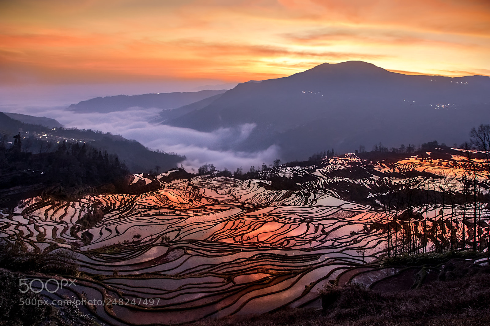Canon EOS-1D X Mark II sample photo. Terraced rice fields at photography
