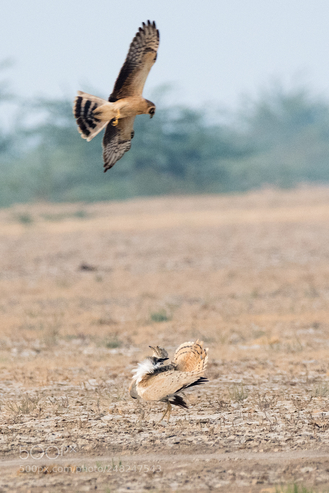 Nikon D500 sample photo. Stand off photography